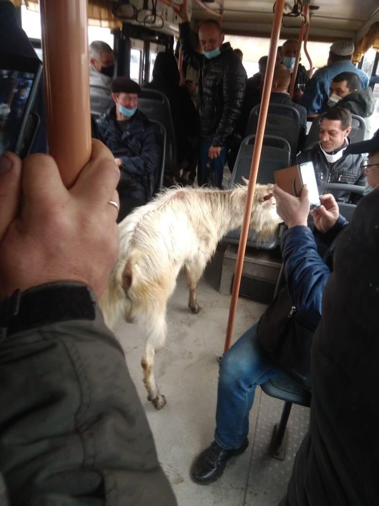 Nothing unusual. Just a goat, tired after a shift at the factory, driving home - Goat, Work, Bus, Video