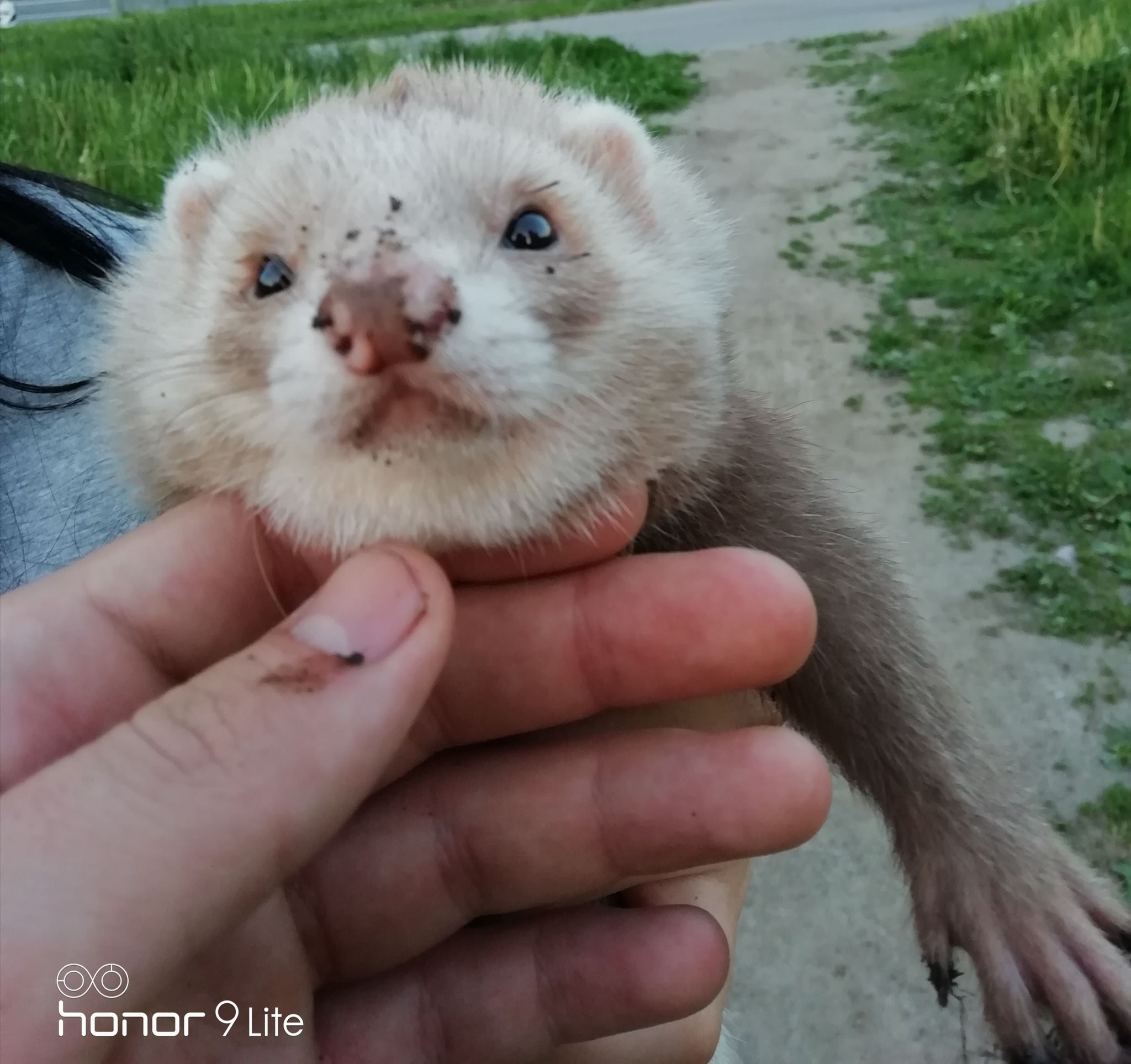 After the walk - My, Ferret, Digging, Predator, Milota, Walk, Pets