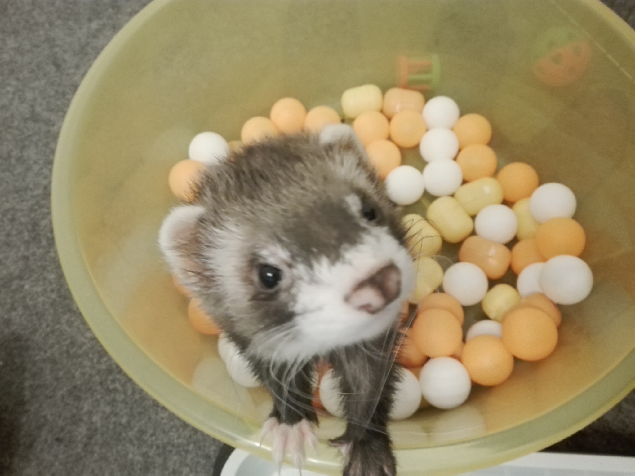 What's there, what's there? Gimme gimme! - My, Ferret, Pets, Milota