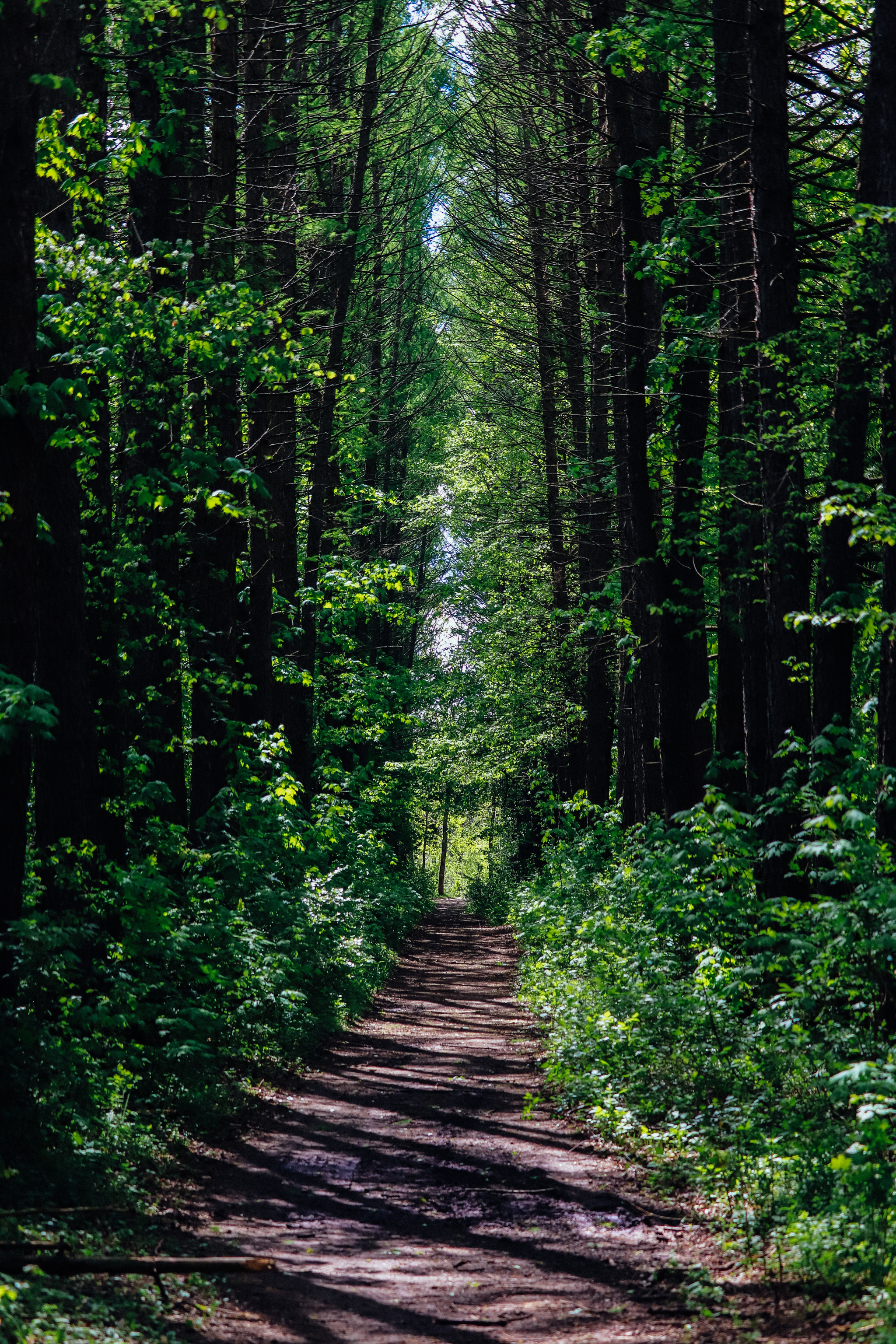 Spring mood - My, The photo, Nature, Spring, Canon 800D, Bike ride, Longpost