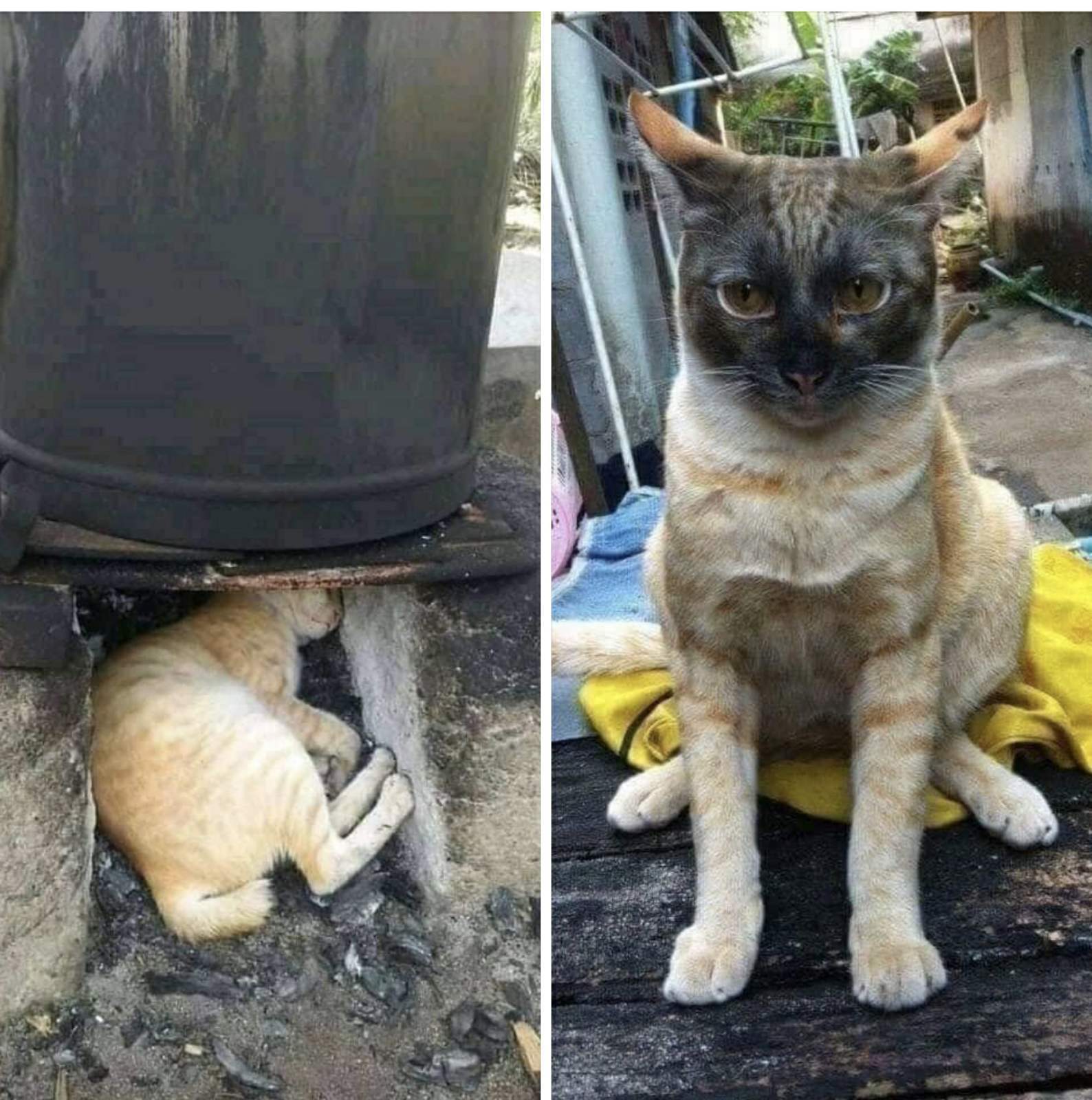 Котопесия дзен. Зато выспалась. Зато кота. Зато хорошо поспала.