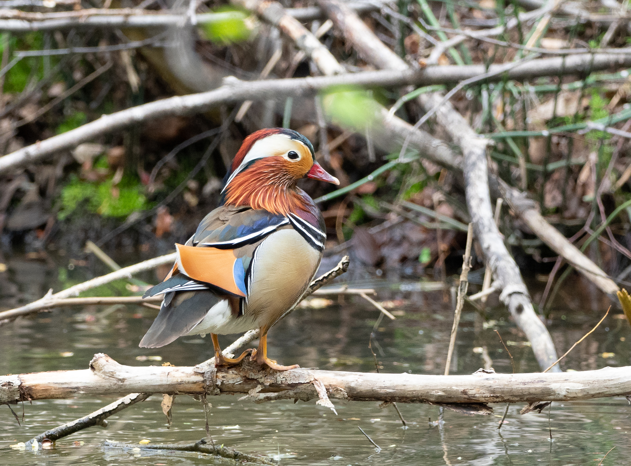 The most beautiful duck - My, Duck, Mandarin duck, Longpost