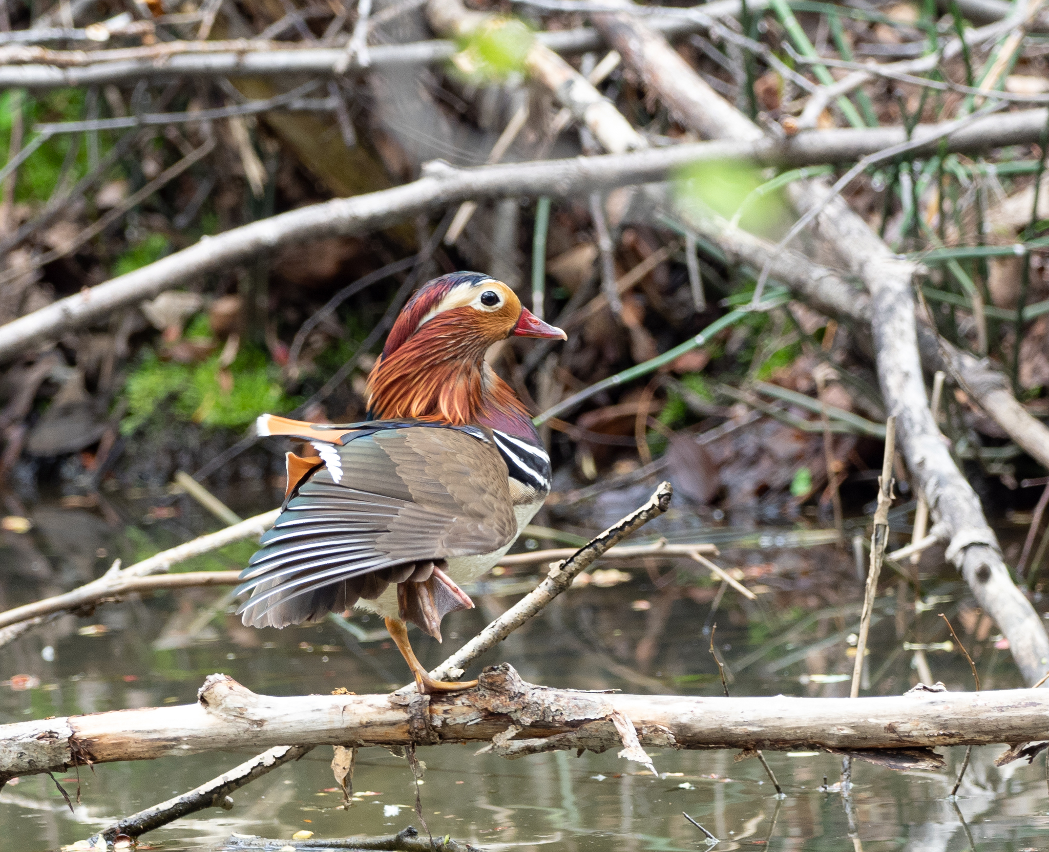 The most beautiful duck - My, Duck, Mandarin duck, Longpost