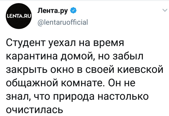 Уходя из дома закрывайте окна. И утюги гасите - Twitter, Птицы, Длиннопост