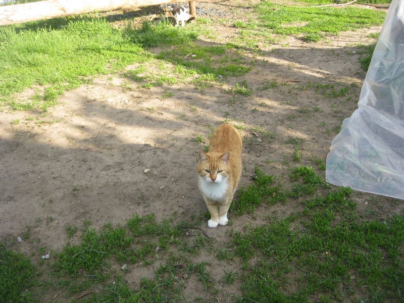 Diary of a Mad Cat 51 - My, Shizokoshka, cat, Tricolor cat, Video, Longpost