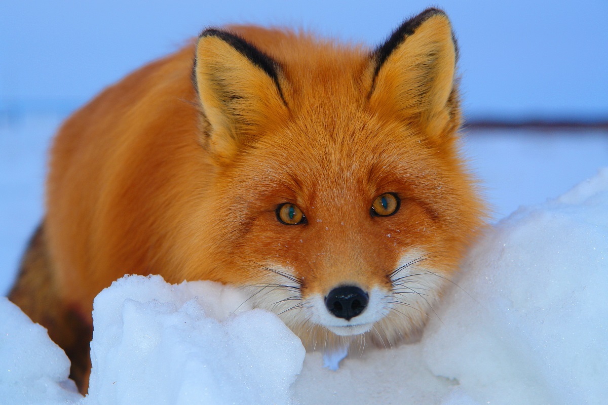 Are foxes really as cunning as in fairy tales? Fox intelligence - My, Animals, Zoopsychology, Video, GIF, Longpost, Interesting, Fox, Milota, Canines