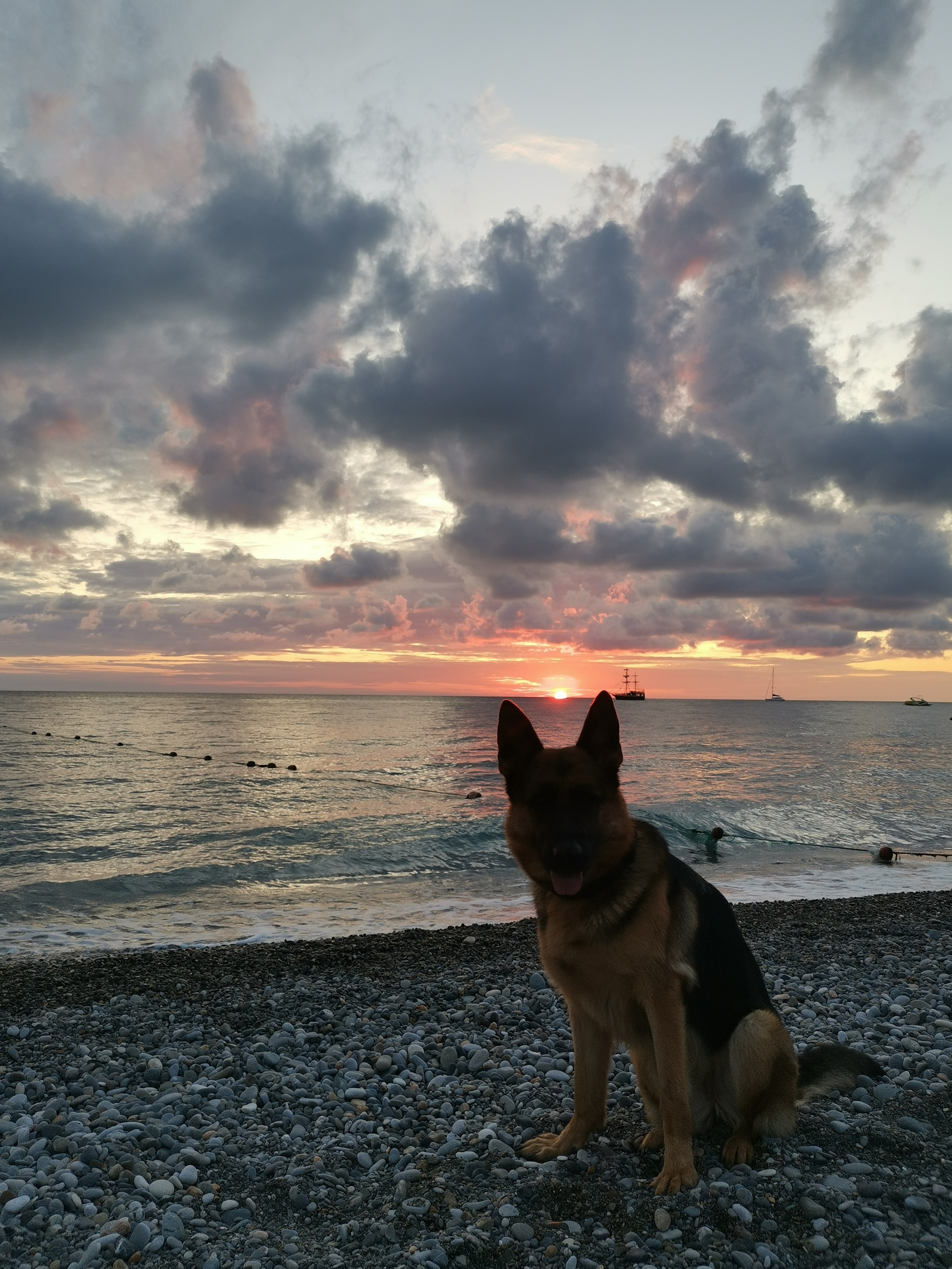 Traveling with a dog - Dog, Animals, German Shepherd, Travels, Sochi, Краснодарский Край, Video, Longpost