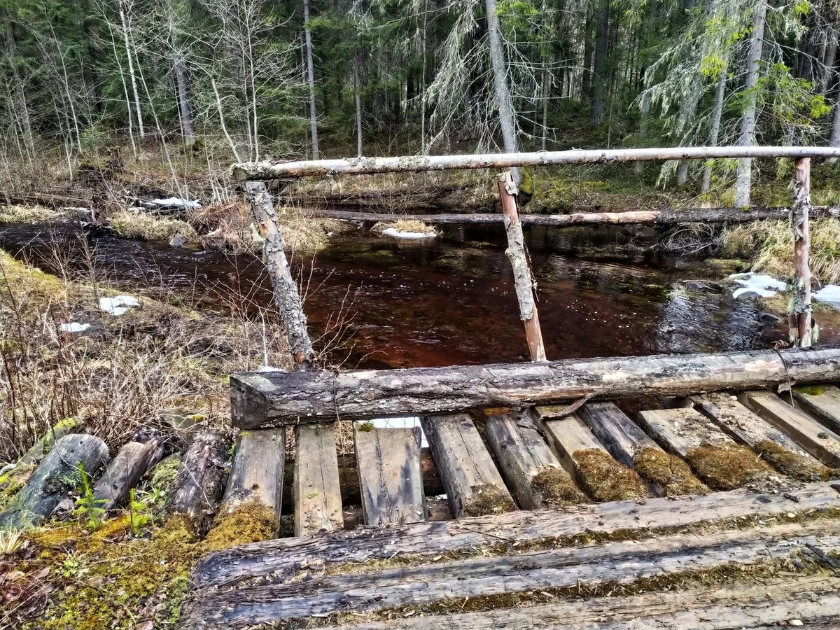 We drove along impassable logging roads of the Vepsian forest to the mysterious Finnish fortifications. Part I - Travels, Карелия, Abandoned, Forest, Swamp, Longpost, Road trip, Yandex Zen