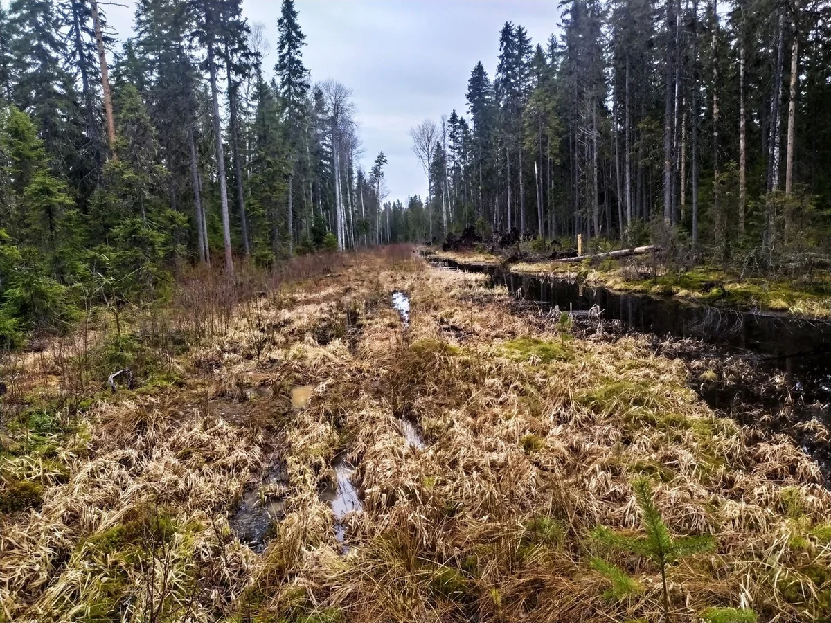 We drove along impassable logging roads of the Vepsian forest to the mysterious Finnish fortifications. Part I - Travels, Карелия, Abandoned, Forest, Swamp, Longpost, Road trip, Yandex Zen