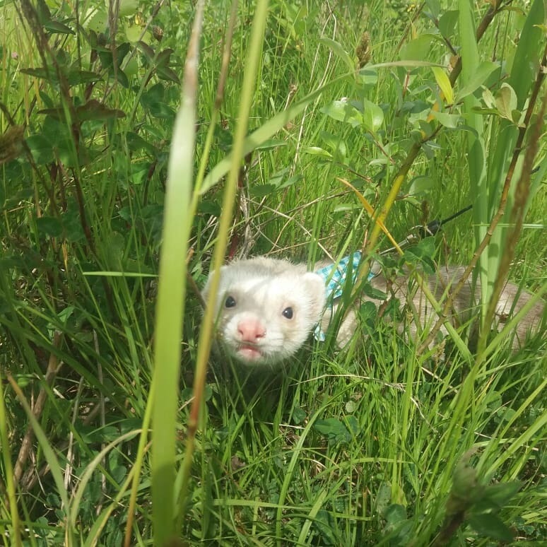 Ferret in the urban jungle - My, Ferret, Spring, Pets, Milota