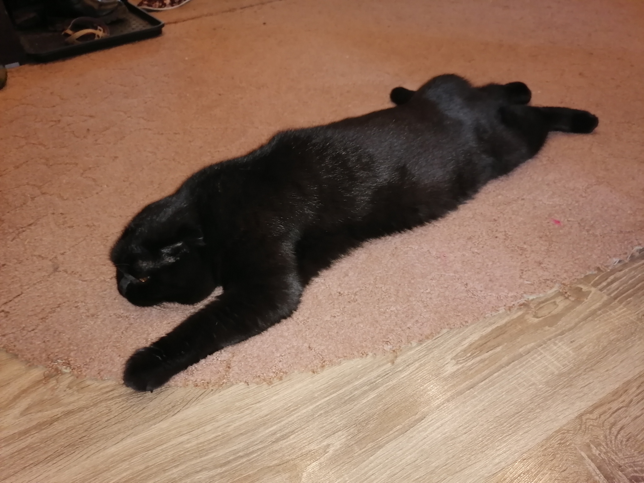 Cats in the feed - My, cat, Scottish lop-eared, Longpost