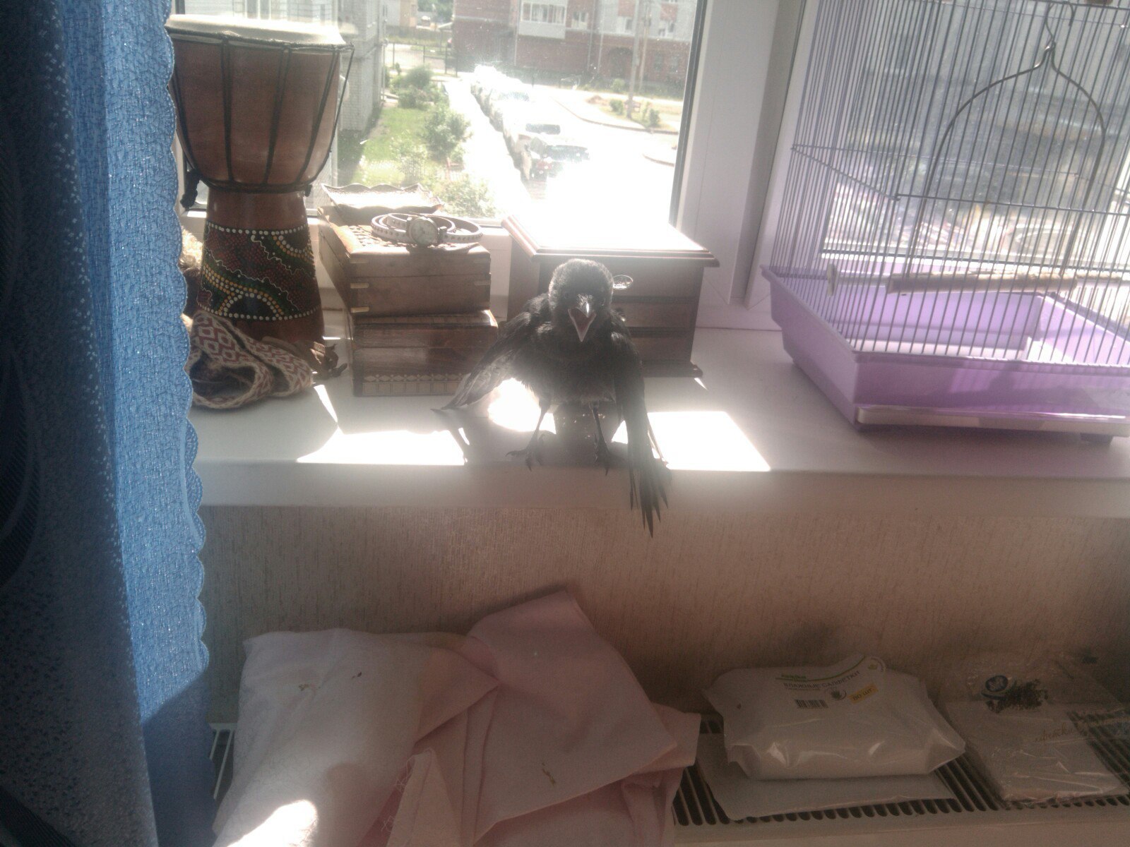 And so Igor is basking in the sun and really wants to EAT!! - My, Igor, Jackdaw, Birds, Windowsill