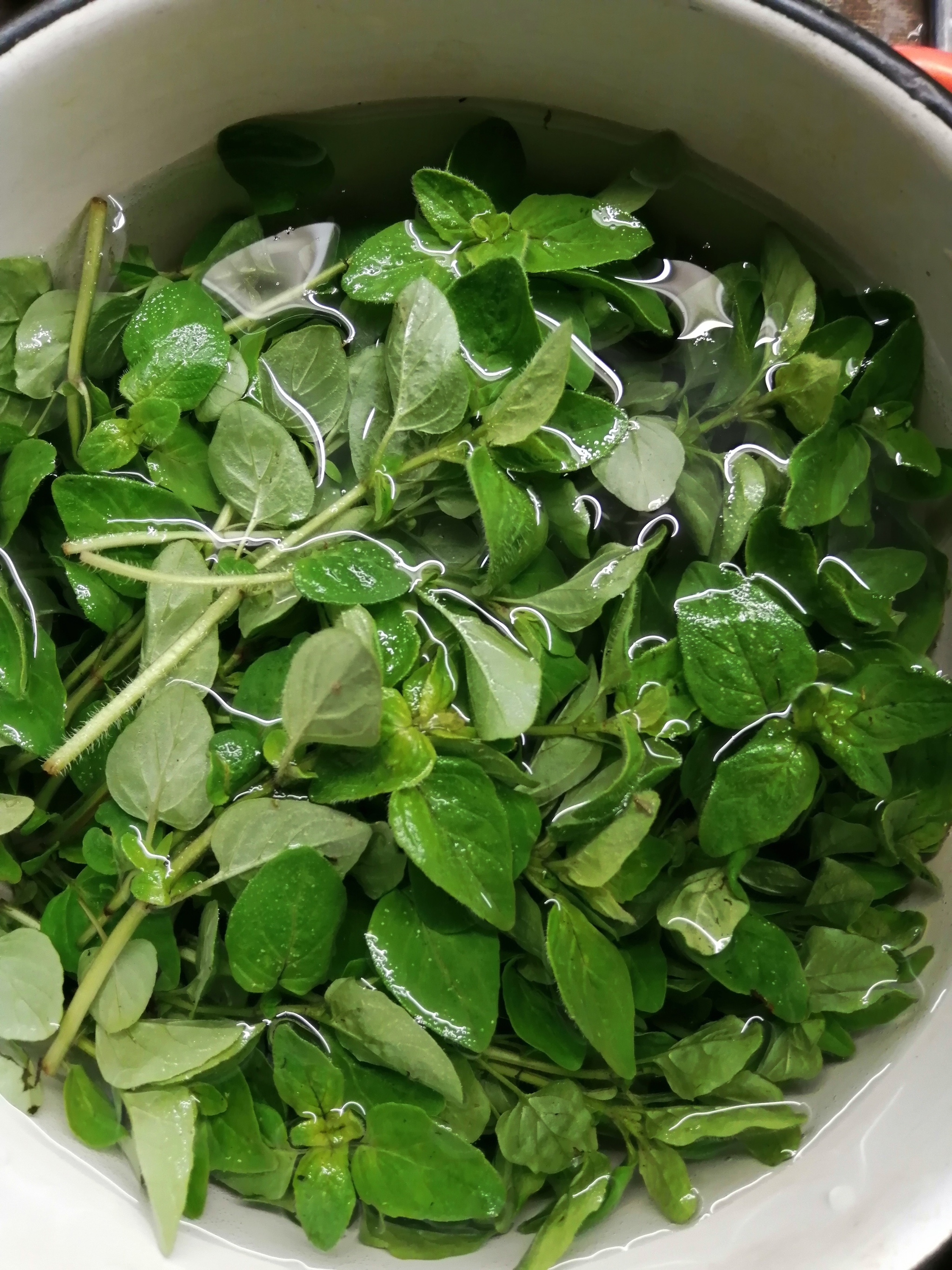 Oregano or marjoram? - My, Gardening, Grass, Greenery, Oregano, Oregano, Longpost