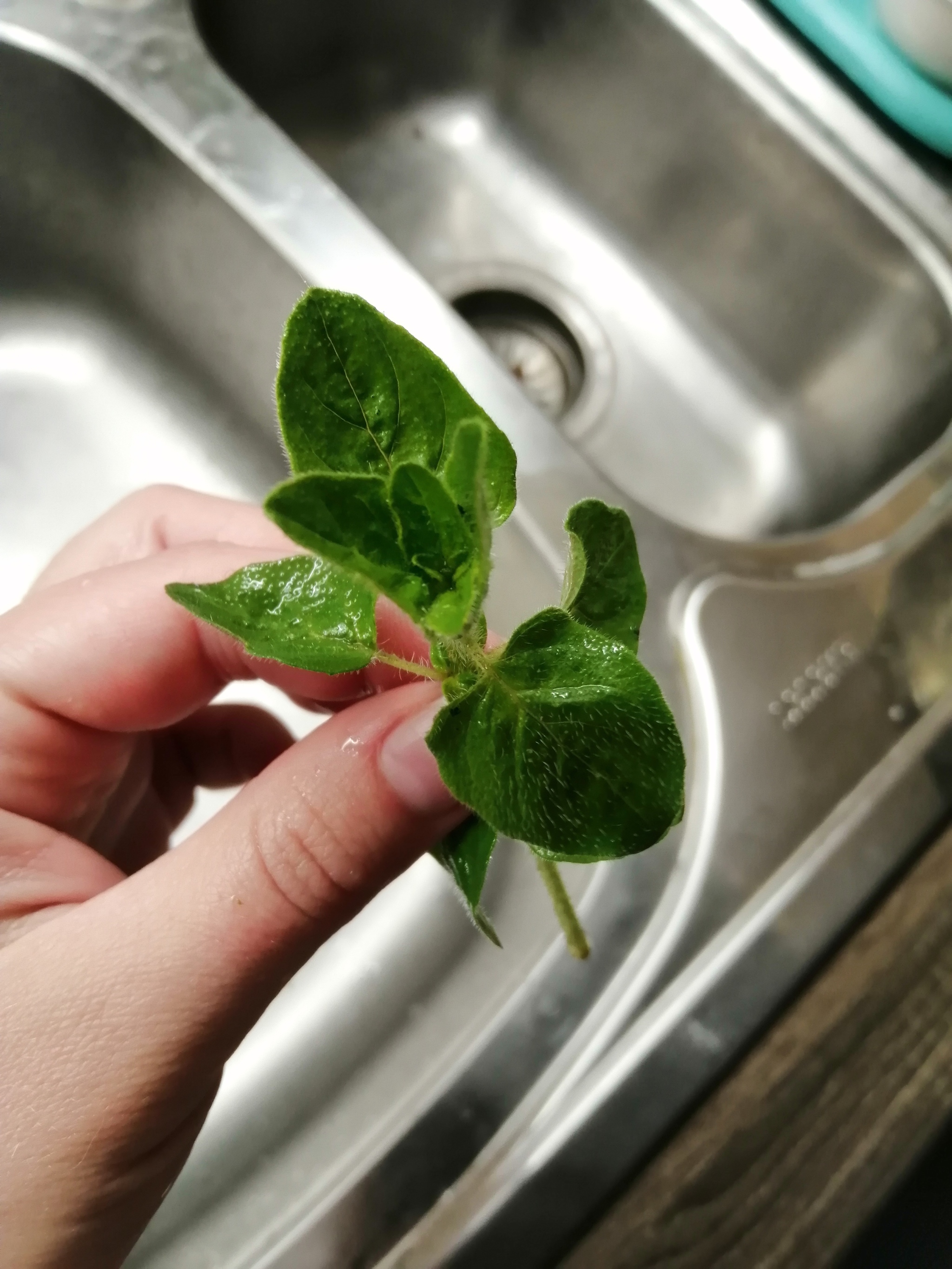 Oregano or marjoram? - My, Gardening, Grass, Greenery, Oregano, Oregano, Longpost