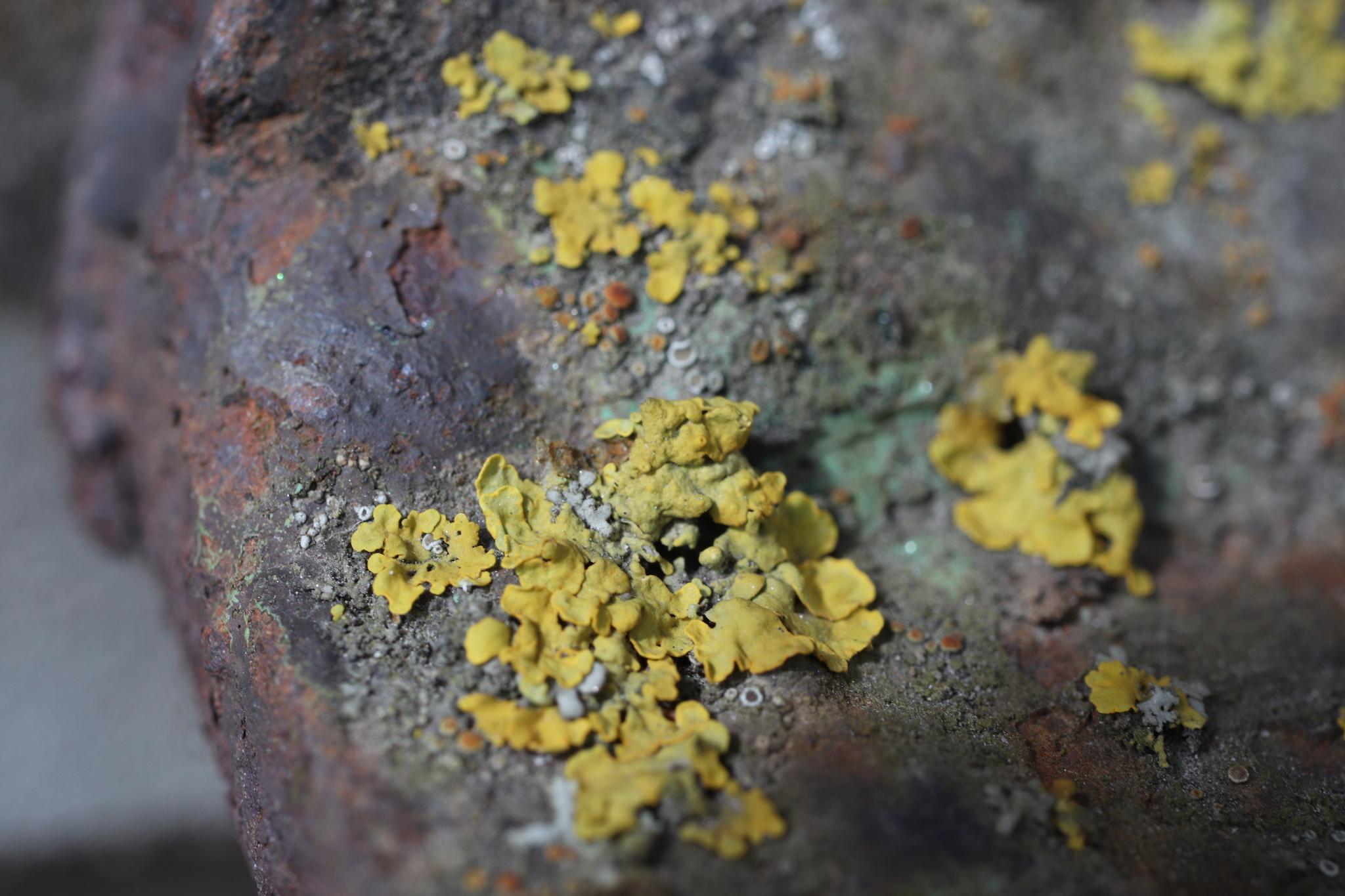 Some lichens and other vegetation from the balcony - My, Balcony, cat, Lichen, Elm, Celandine, Blooming Sally, Longpost