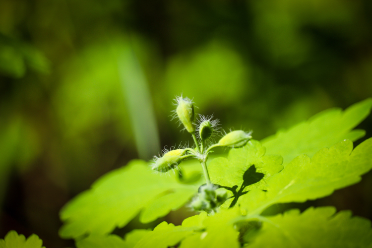 Spring mood - My, The photo, Nature, Plants, Bike ride, Lilies of the valley, Longpost