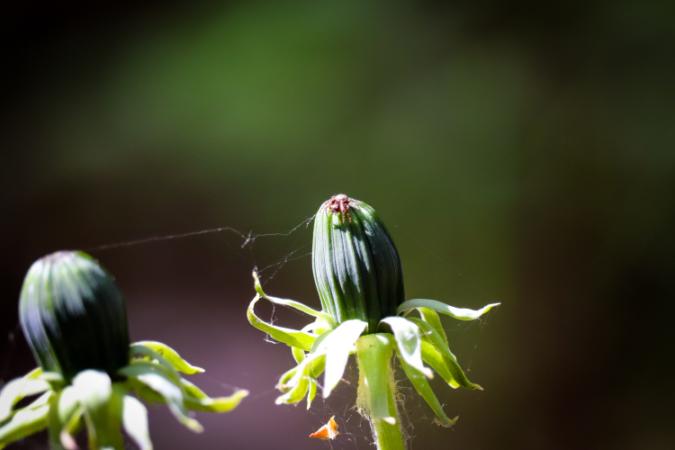 Spring mood - My, The photo, Nature, Plants, Bike ride, Lilies of the valley, Longpost