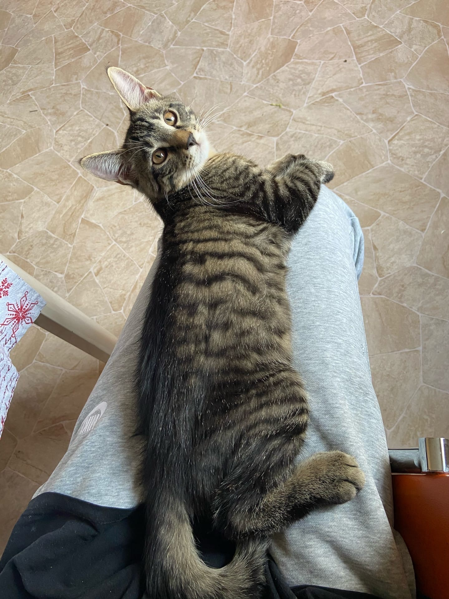 The cat disappeared - Maine Coon. MO Odintsovo district. Not rated - No rating, Lost cat, Help, Longpost, cat, Moscow region