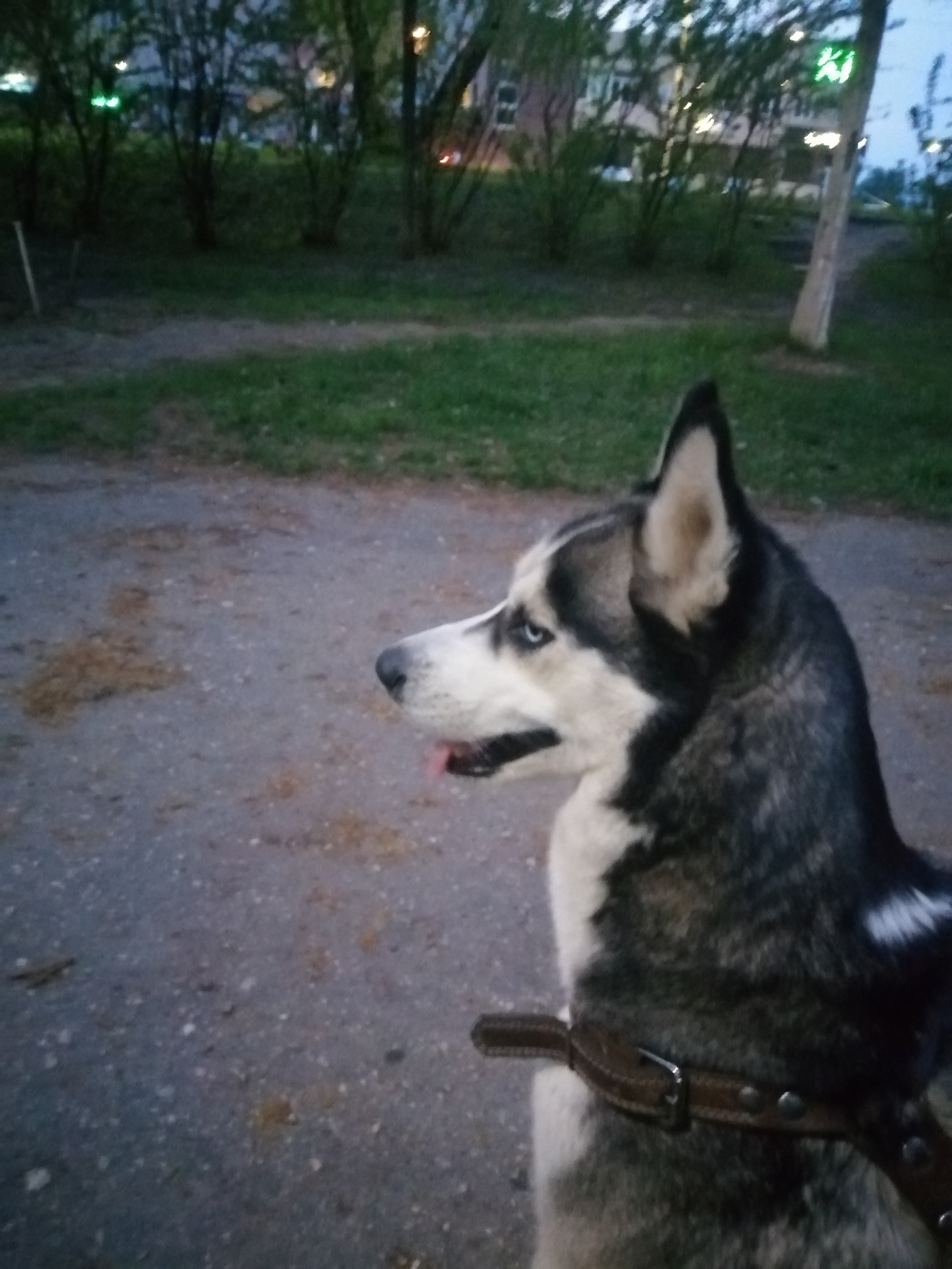 Husky dog ??looking for a home - My, No rating, Husky, Siberian Husky, Longpost, Vladimir region, In good hands, Kovrov, Dog