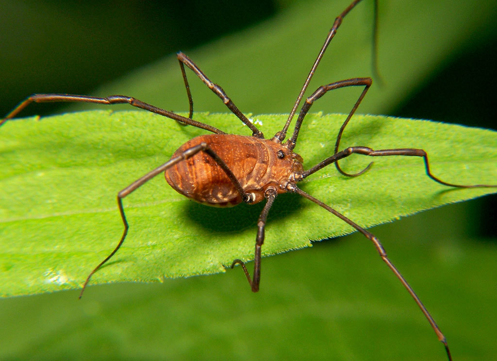 Введение в Членистоногих.  Часть 1 — Хелицеровые. Паукообразные (Arachnida) - Моё, Ликбез, Научпоп, Классификация, Систематика, Членистоногие, Насекомые, Длиннопост