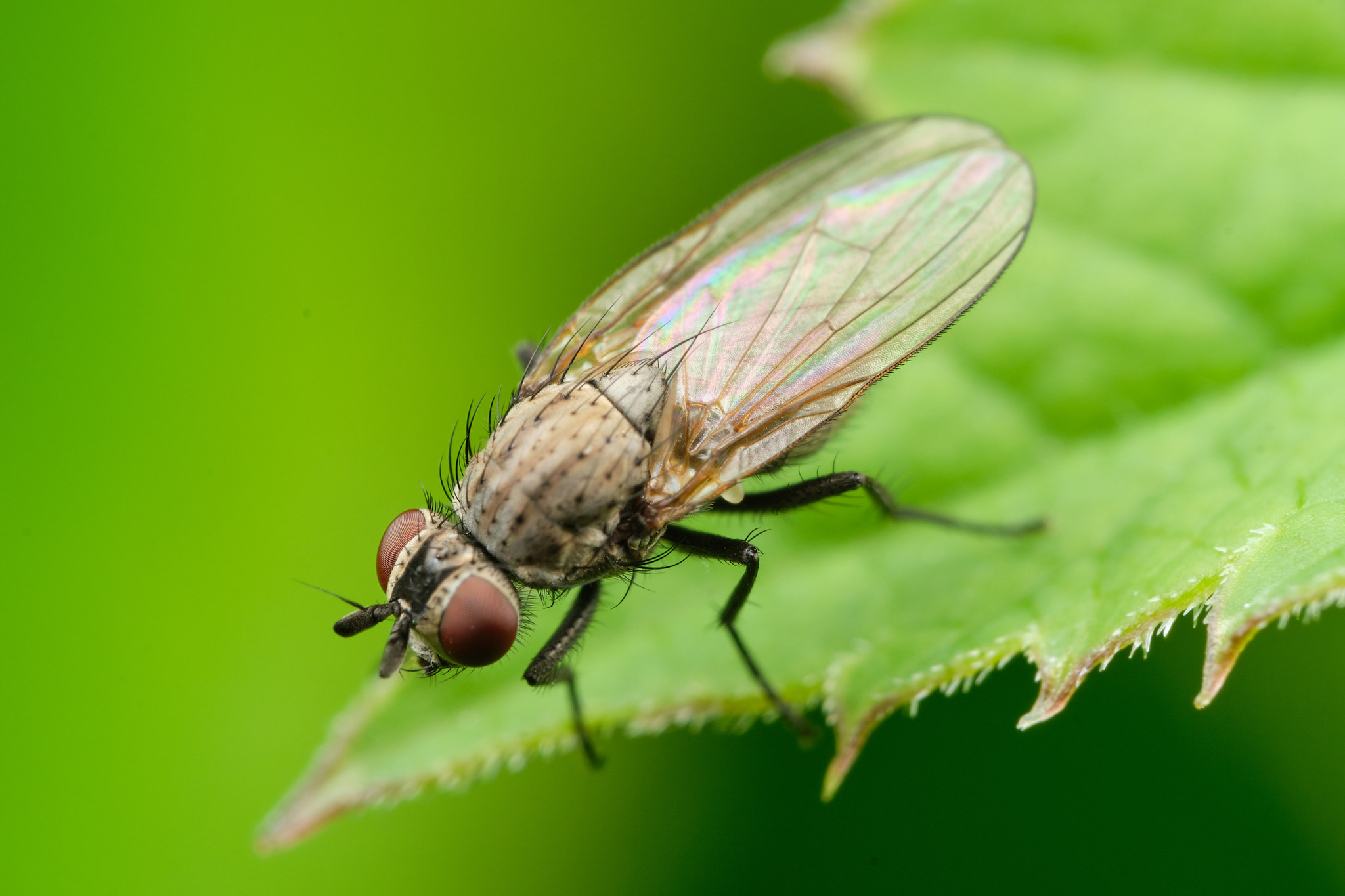 Field macro - My, The photo, Macro, Macro photography, Insects, Longpost