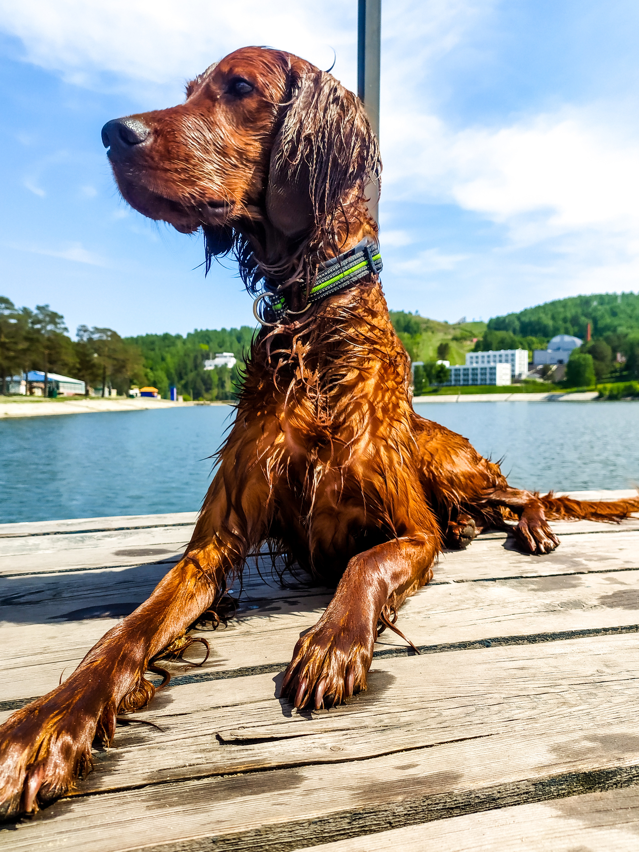 Wet Setter) - My, Irish Setter, Dog, Wet Dog