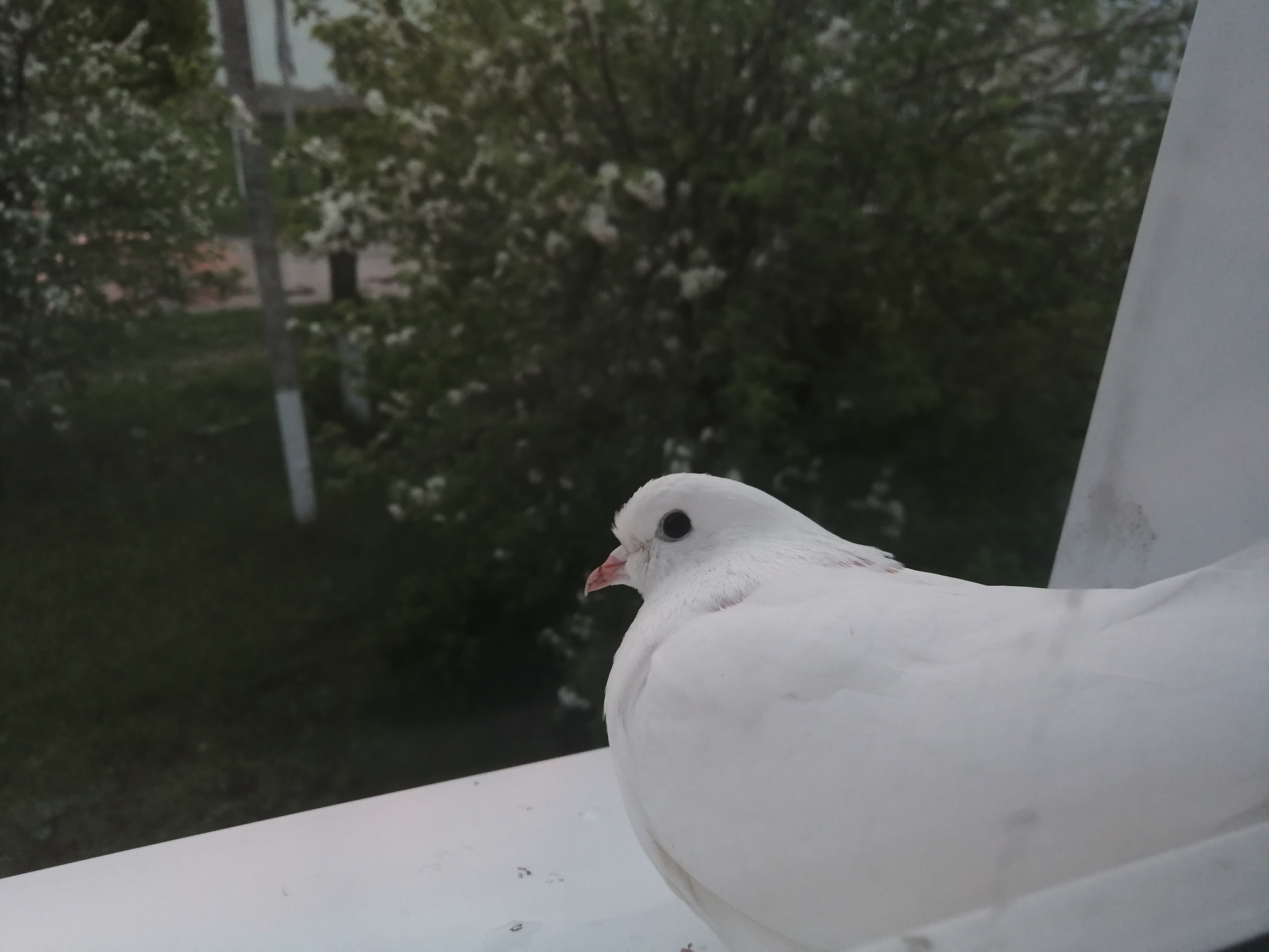 О дикой голубь на карнизе за окном