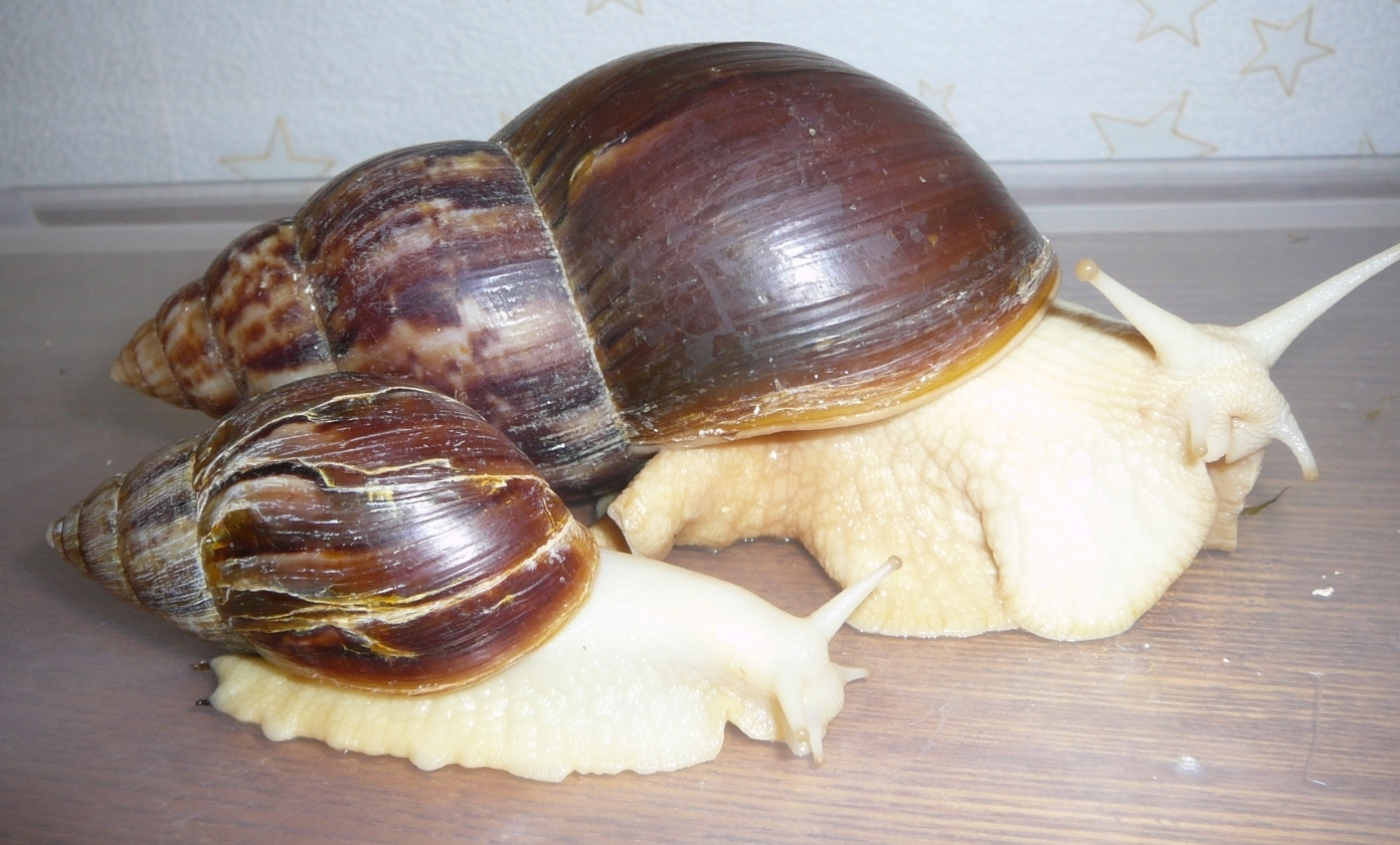 Difference in size among snails living in different conditions - My, Snail, Achatina, Clam