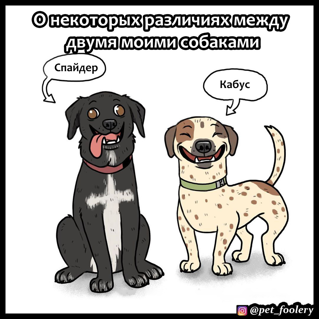 Бен о различиях между своими собаками! - Pet Foolery, Комиксы, Собаки и люди, Собака, Длиннопост