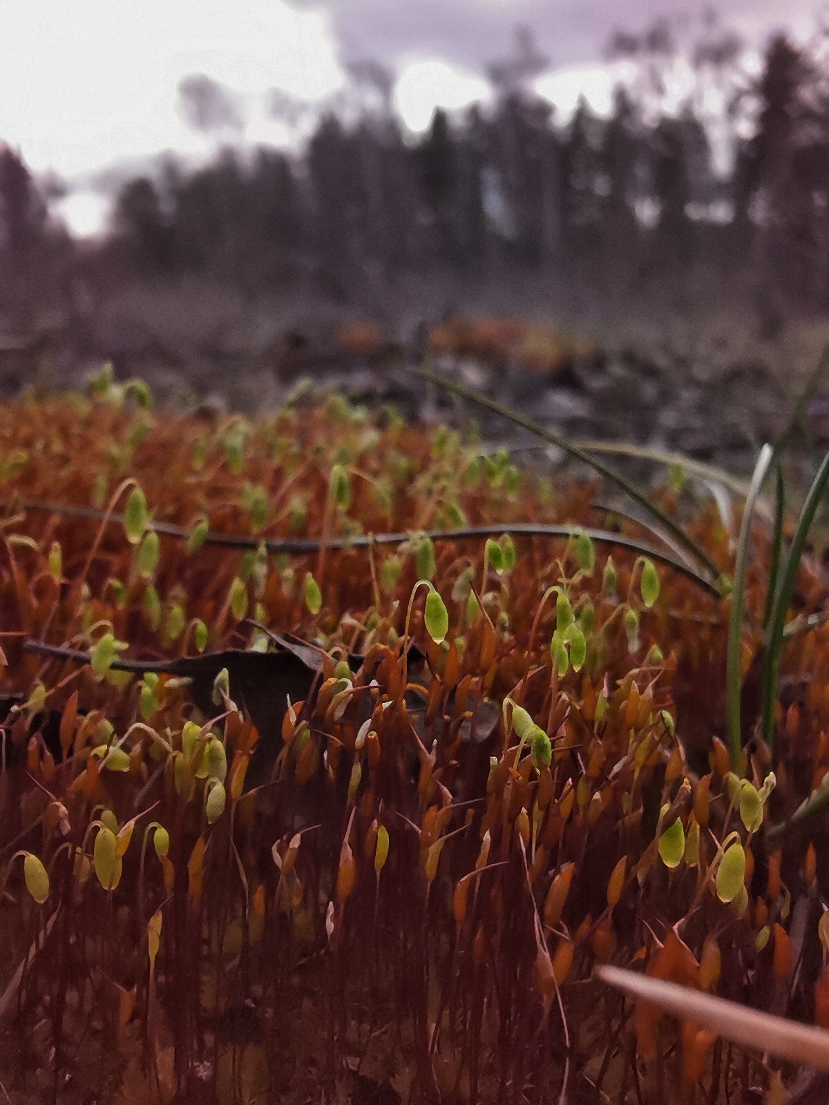 Just Forest - Forest, Spring, Longpost, Nature, The photo