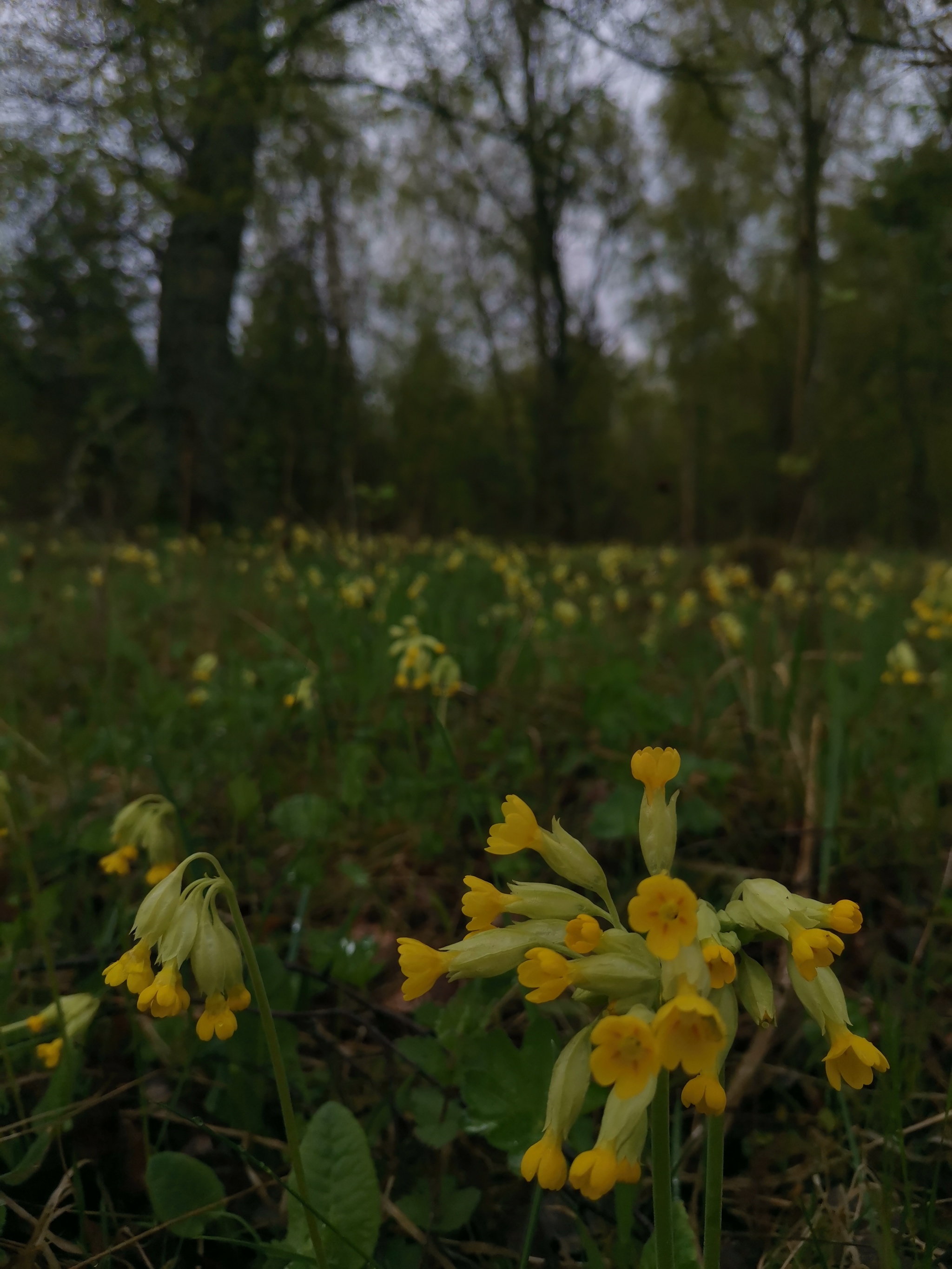 Just Forest - Forest, Spring, Longpost, Nature, The photo