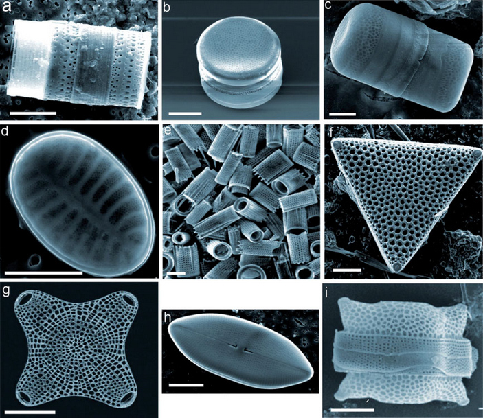 Diatom shell - The science, Unicellular, Diatoms, Copy-paste, Elementy ru, Biology, Video, Longpost