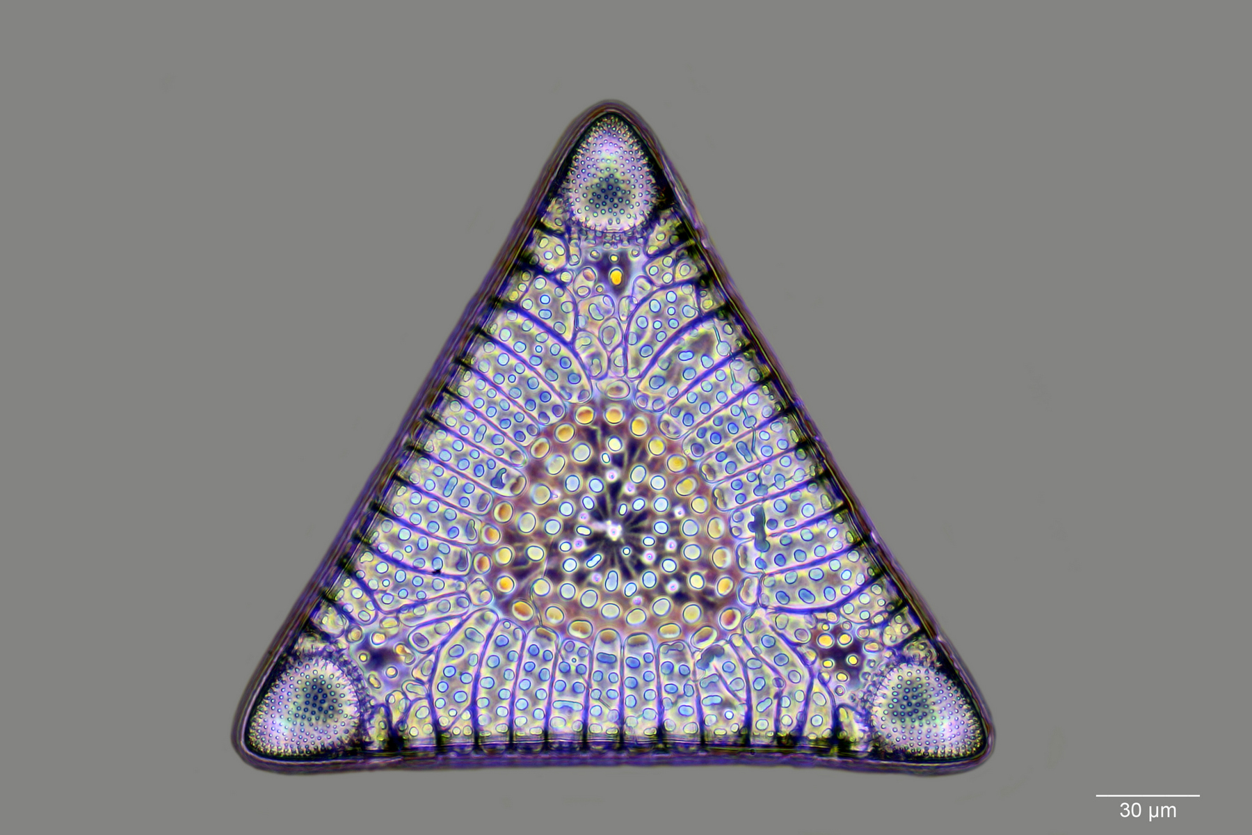 Diatom shell - The science, Unicellular, Diatoms, Copy-paste, Elementy ru, Biology, Video, Longpost