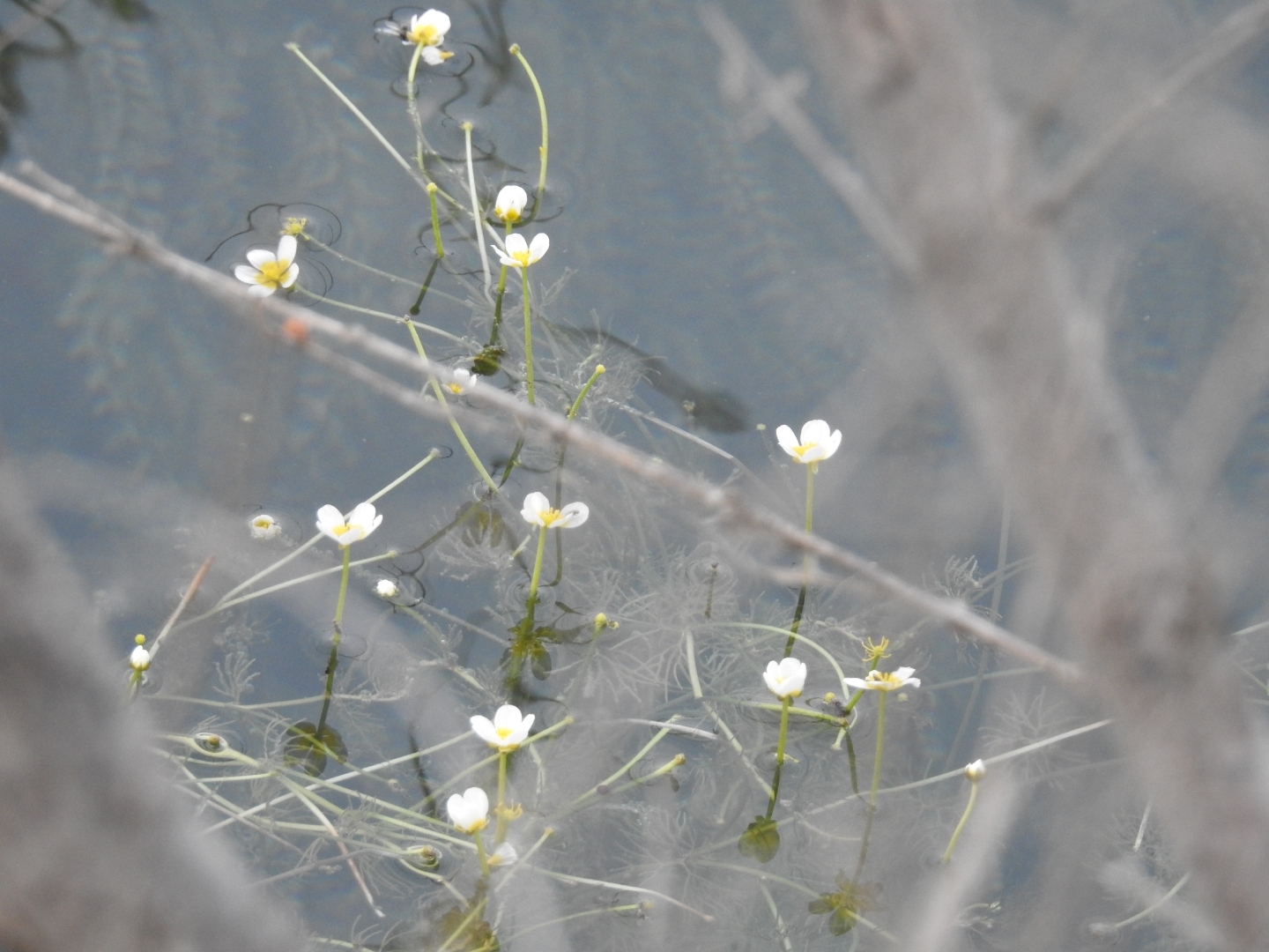 Soon... - My, The photo, Nikon p900, Summer, Longpost, Nature