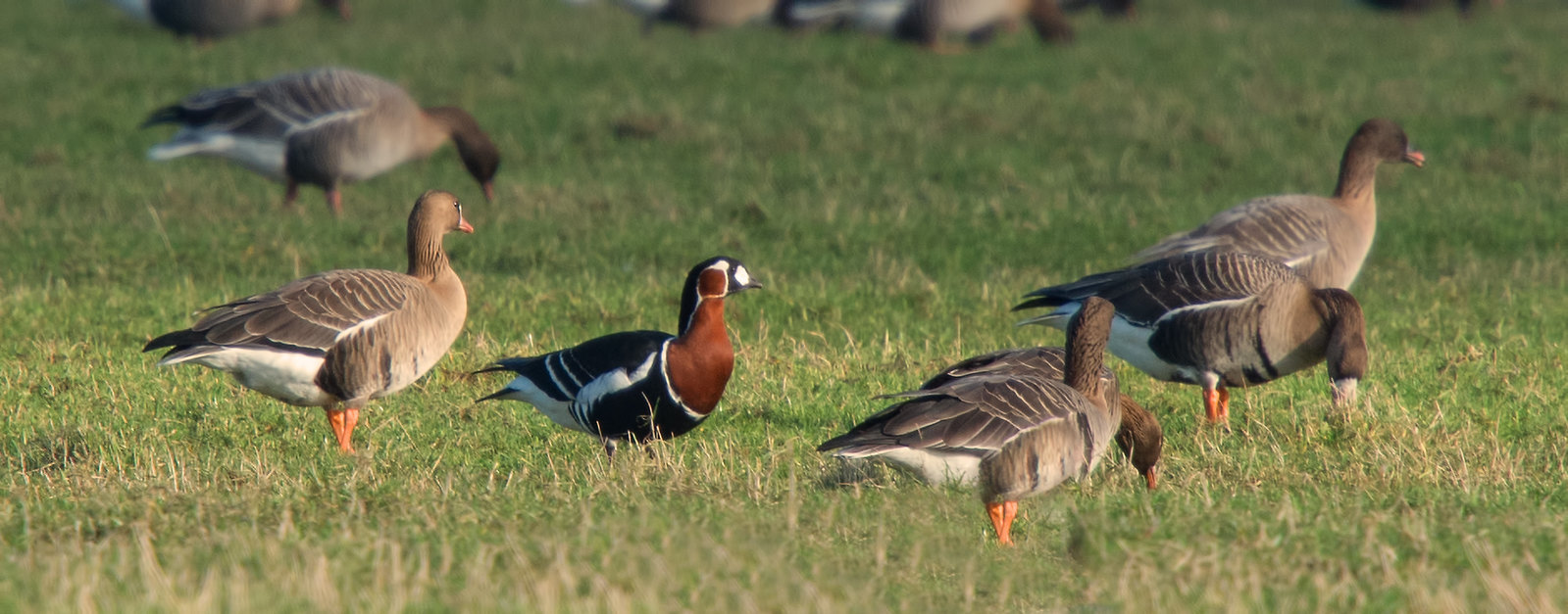 Aggressive neighbor - The science, Ornithology, Birds, Copy-paste, Elementy ru, Video, Longpost