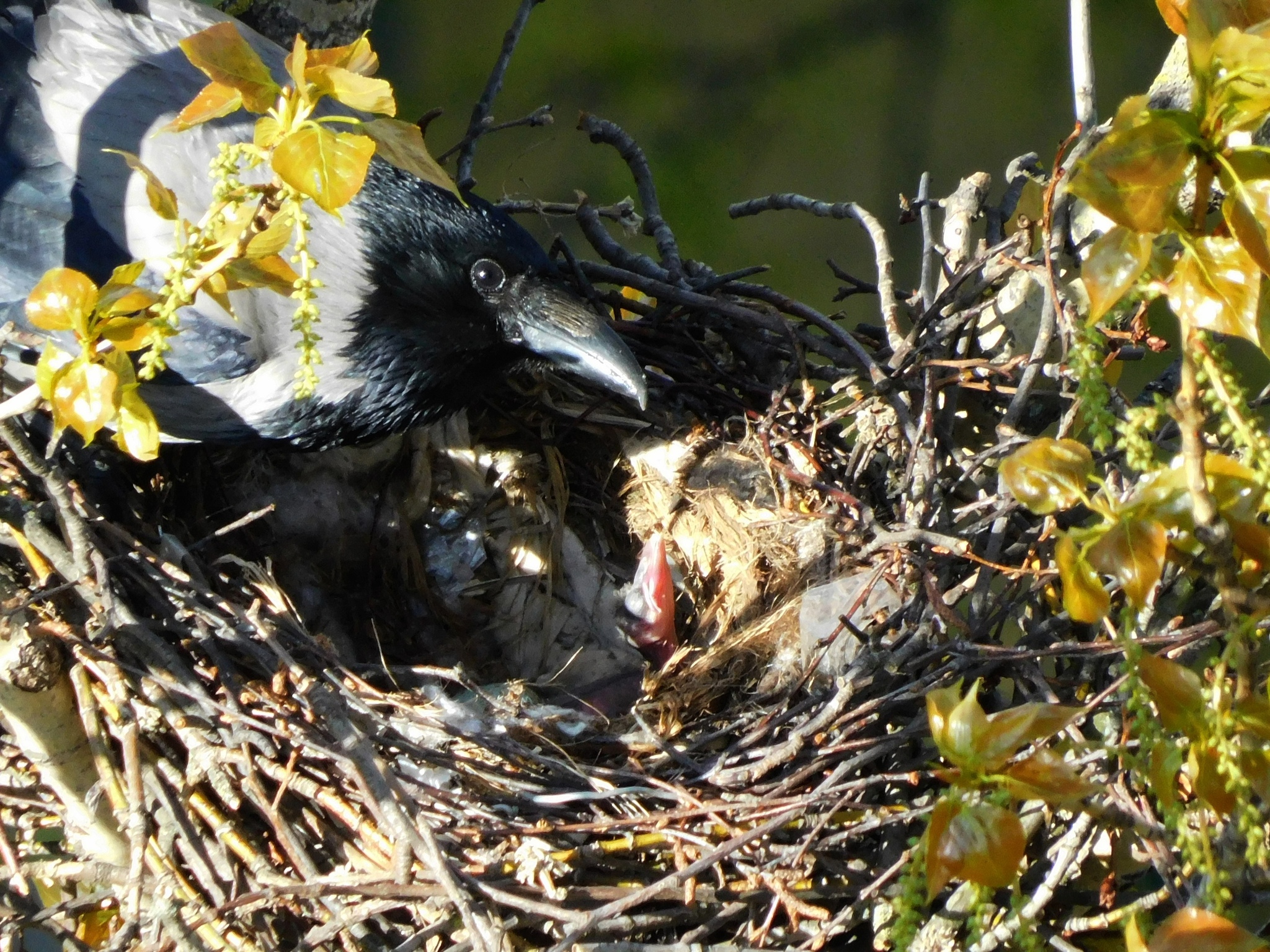 The crow saved its offspring from the hail and for good reason - Saint Petersburg, In contact with, Crow, Longpost, Chick