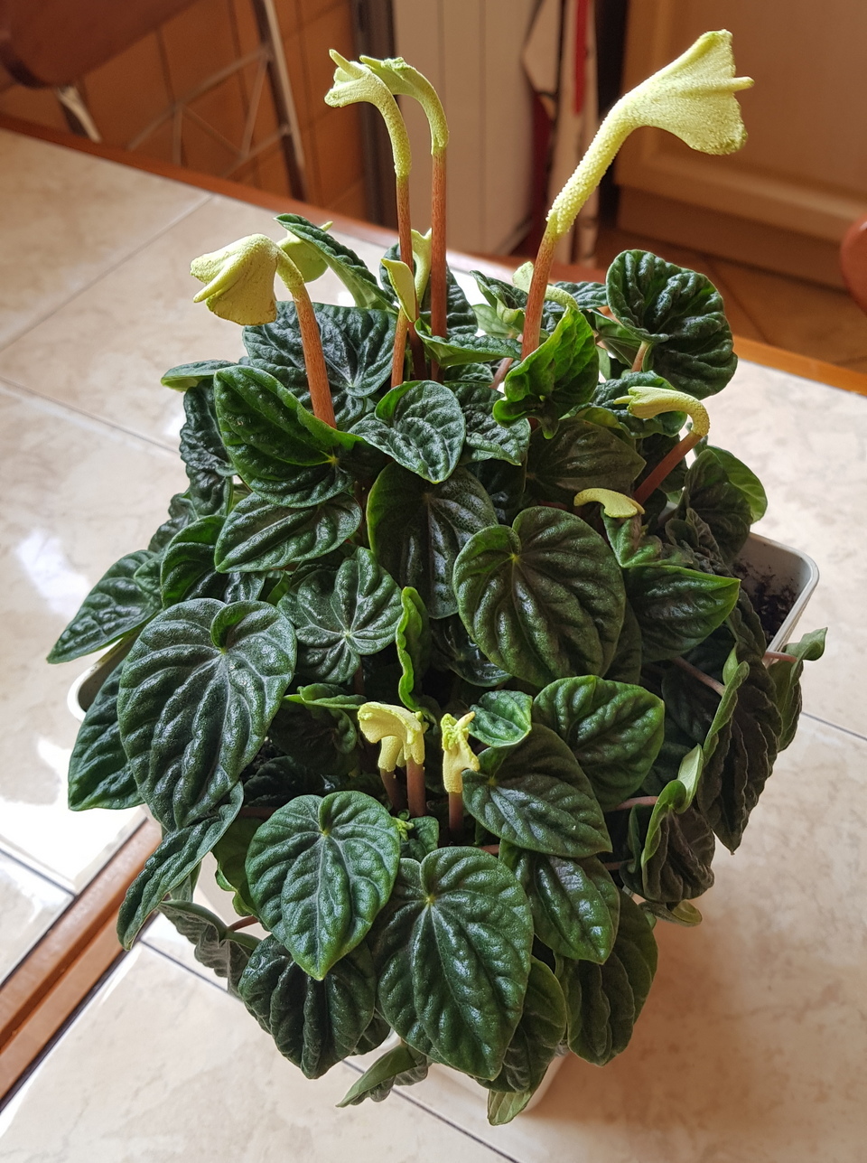 My peperomia sends me - My, Peperomia, Bloom, Flowers, Plants, Longpost