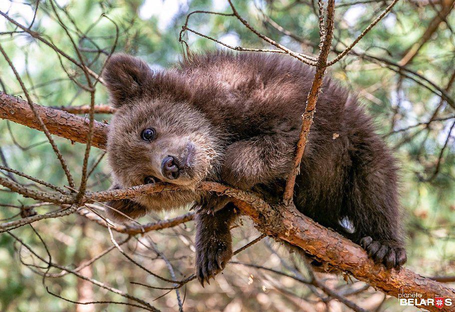 The portion of cuteness has arrived. This is the little bear Vasilisa. she came to a village in the Borisov region because she was hungry part 2 - My, Republic of Belarus, Wild animals, The Bears, Milota, Longpost