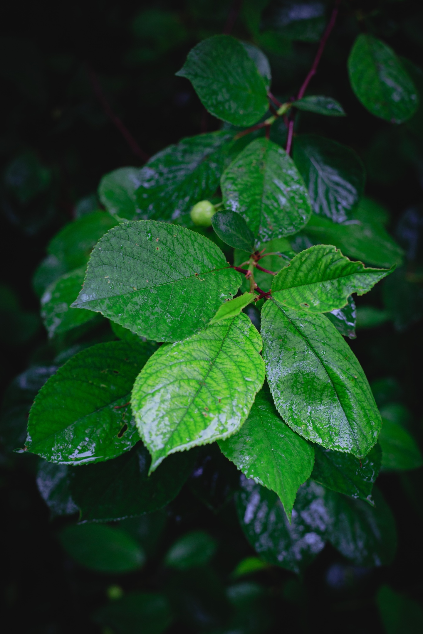 After the rain - My, The photo, Greenery, Rain, Leaves, Longpost