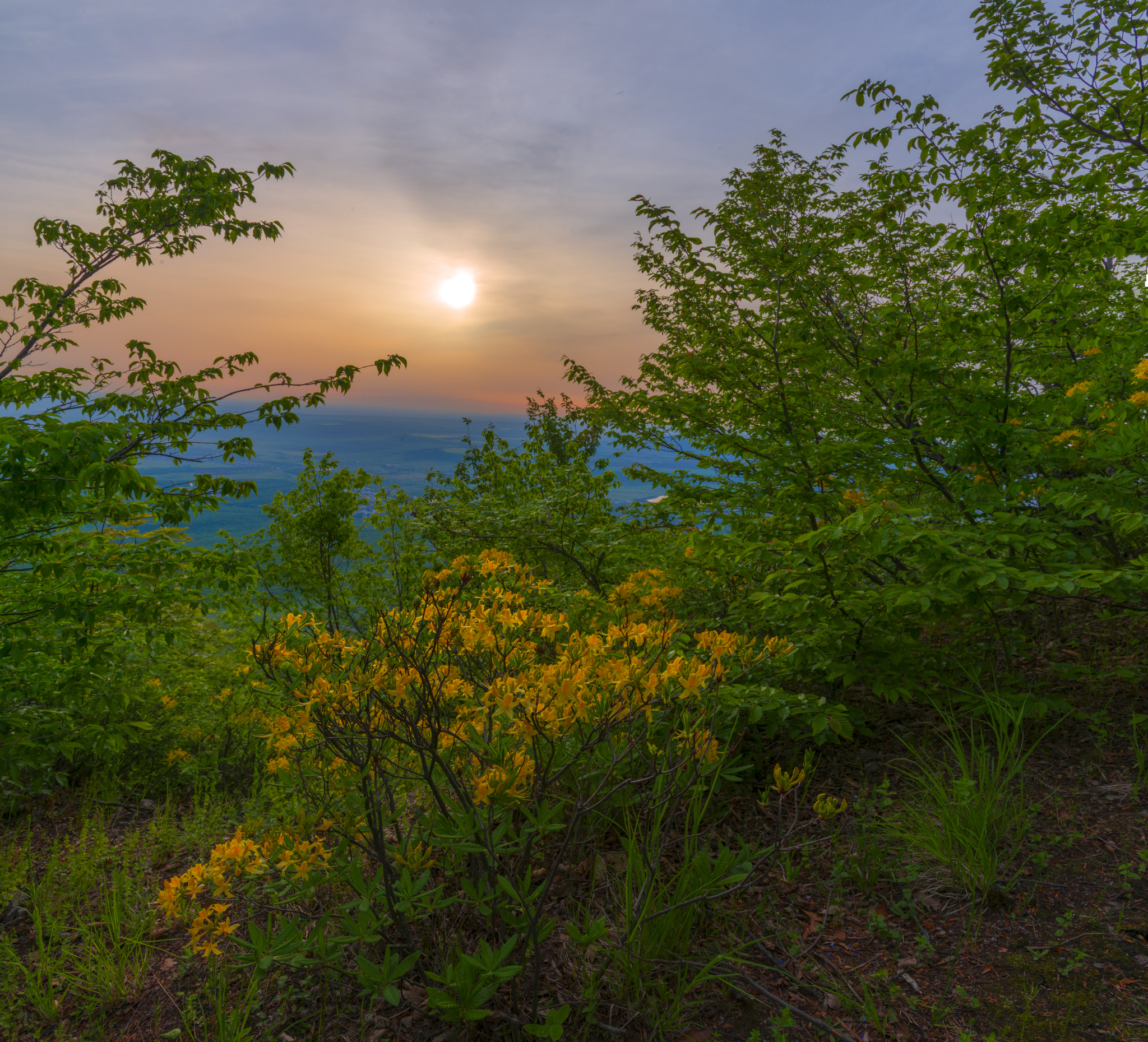 Yellow Caucasian rhododendron (Azalea pontica) blooms - My, Rhododendron, May, Beshtau Nature Reserve, Beshtau, Bloom, Longpost