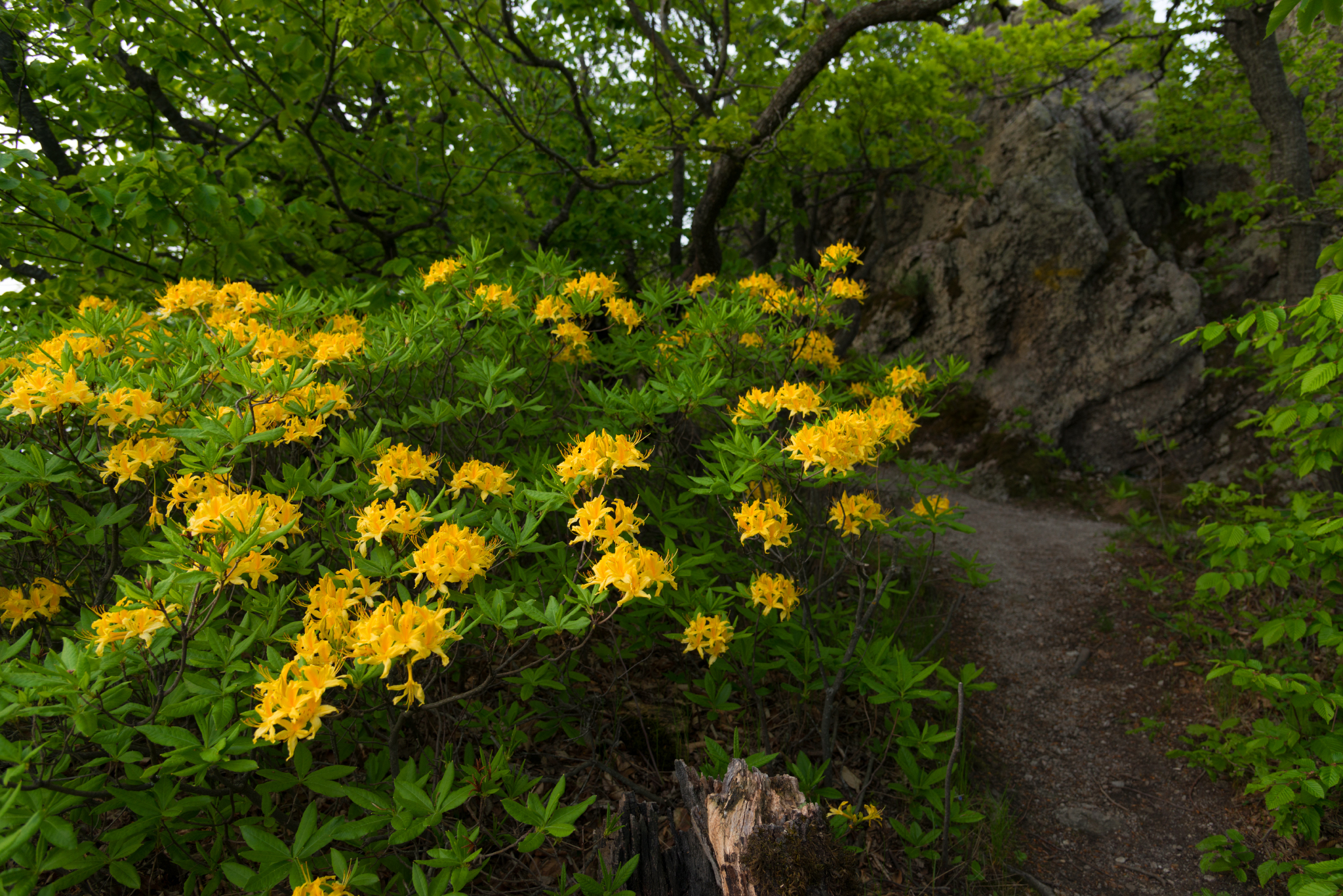 Yellow Caucasian rhododendron (Azalea pontica) blooms - My, Rhododendron, May, Beshtau Nature Reserve, Beshtau, Bloom, Longpost