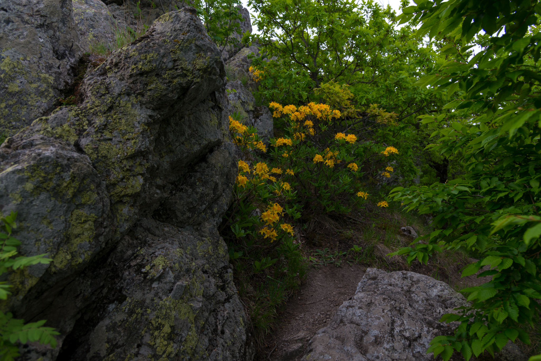 Yellow Caucasian rhododendron (Azalea pontica) blooms - My, Rhododendron, May, Beshtau Nature Reserve, Beshtau, Bloom, Longpost