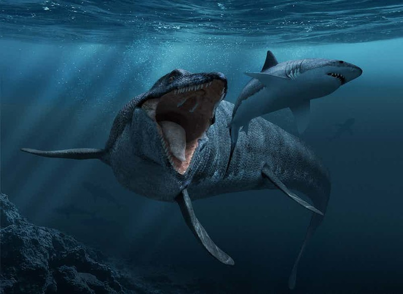 Mosasaurus: aquatic tyrannosaurus or the most powerful lizard of the sea - Dinosaurs, Cretaceous, Ocean, Longpost, Mosasaurs