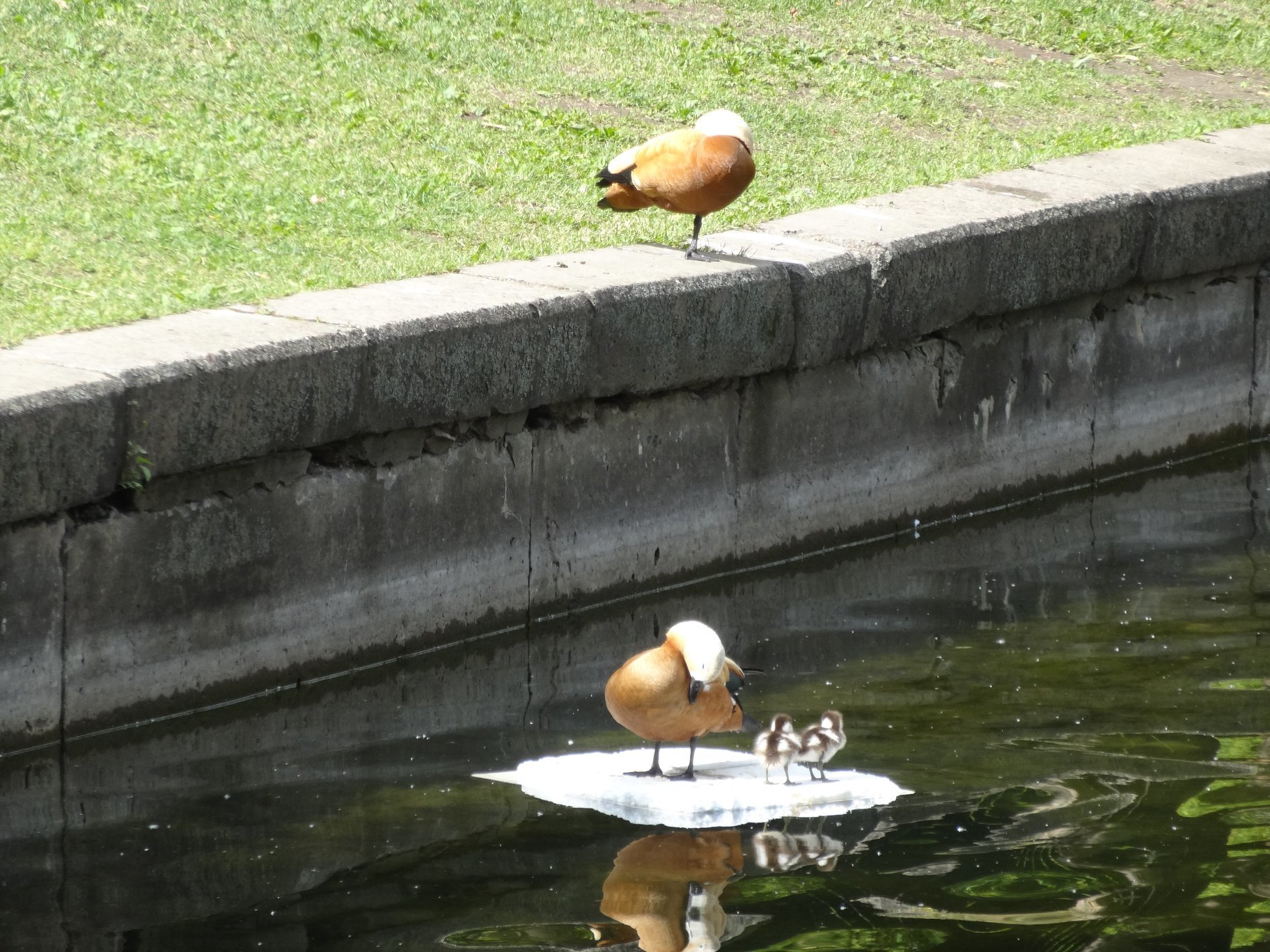 Tragedy in Goncharovsky Park - My, Moscow, Animal Rescue, Ducklings, Deputies, Officials, Birds, Negative, Longpost