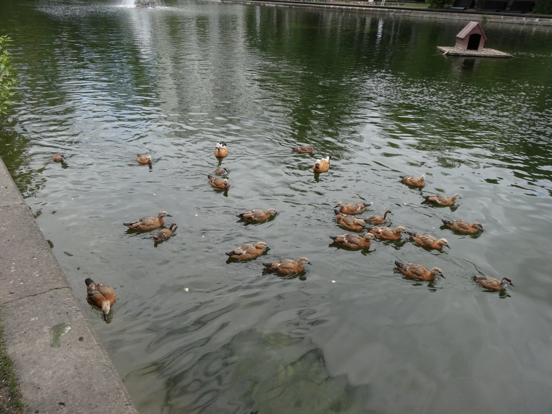 Tragedy in Goncharovsky Park - My, Moscow, Animal Rescue, Ducklings, Deputies, Officials, Birds, Negative, Longpost