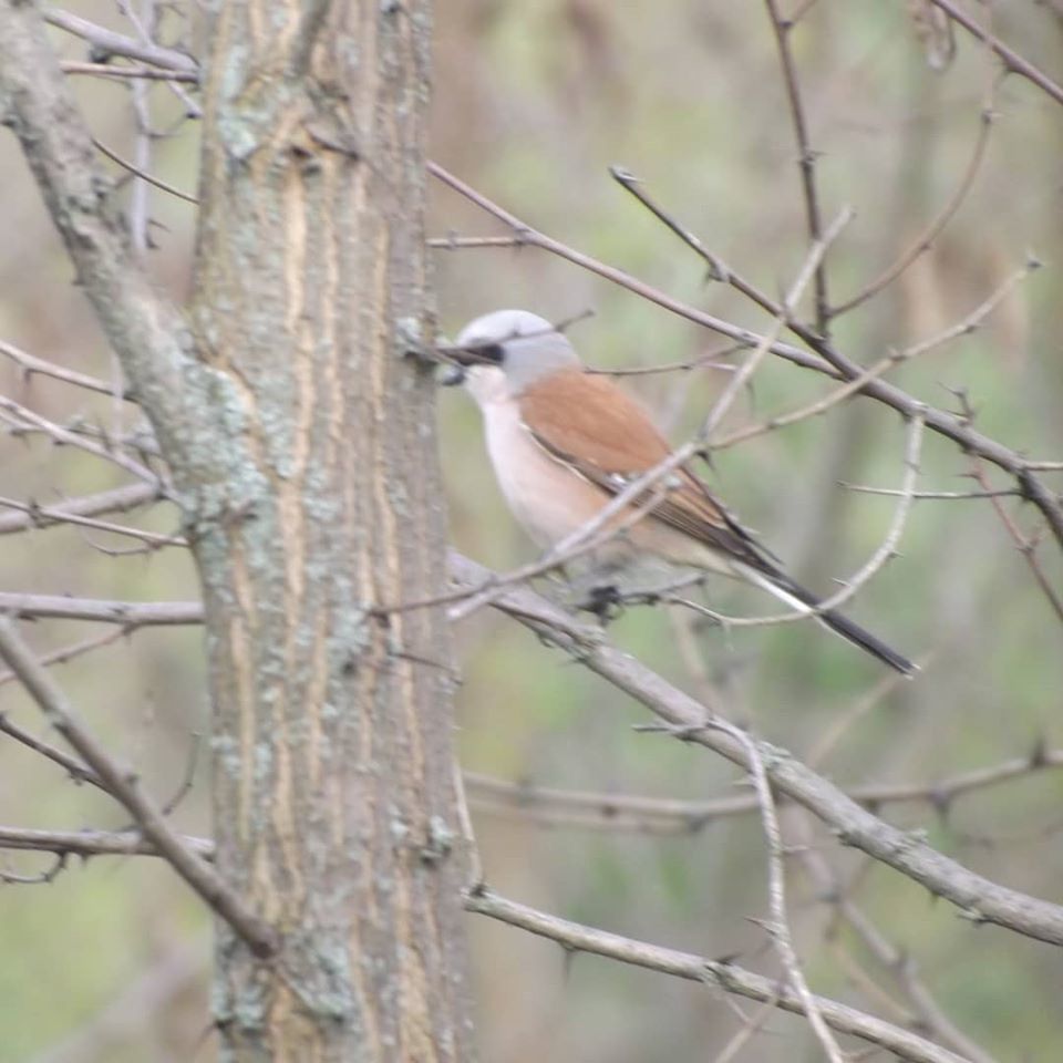 Shrike - My, The photo, Birds, Shrike, Longpost