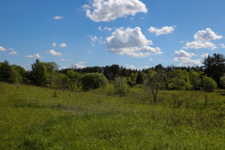 Bicycle-landscape - My, The photo, Nature, A bike, Landscape, Canon 800D, Plants, Insects, Longpost