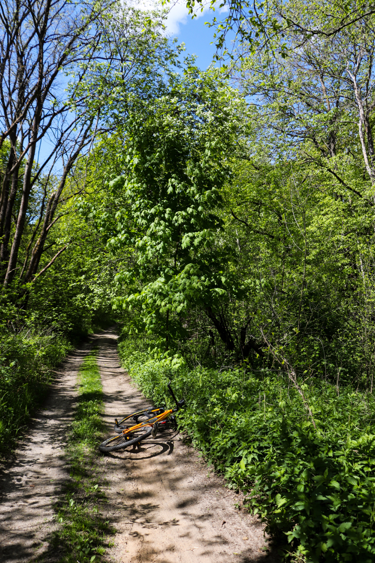 Bicycle-landscape - My, The photo, Nature, A bike, Landscape, Canon 800D, Plants, Insects, Longpost