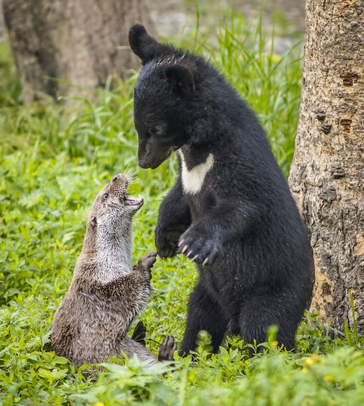 Who will win? - The Bears, Otter, Meeting, The photo