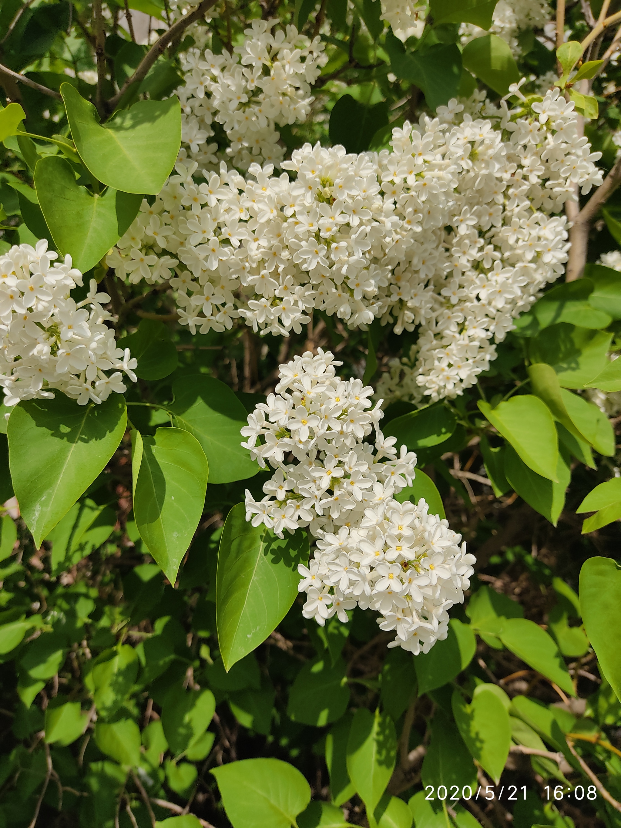 It's a pity that they bloom once a year - My, Flowers, Spring, Mobile photography, Longpost